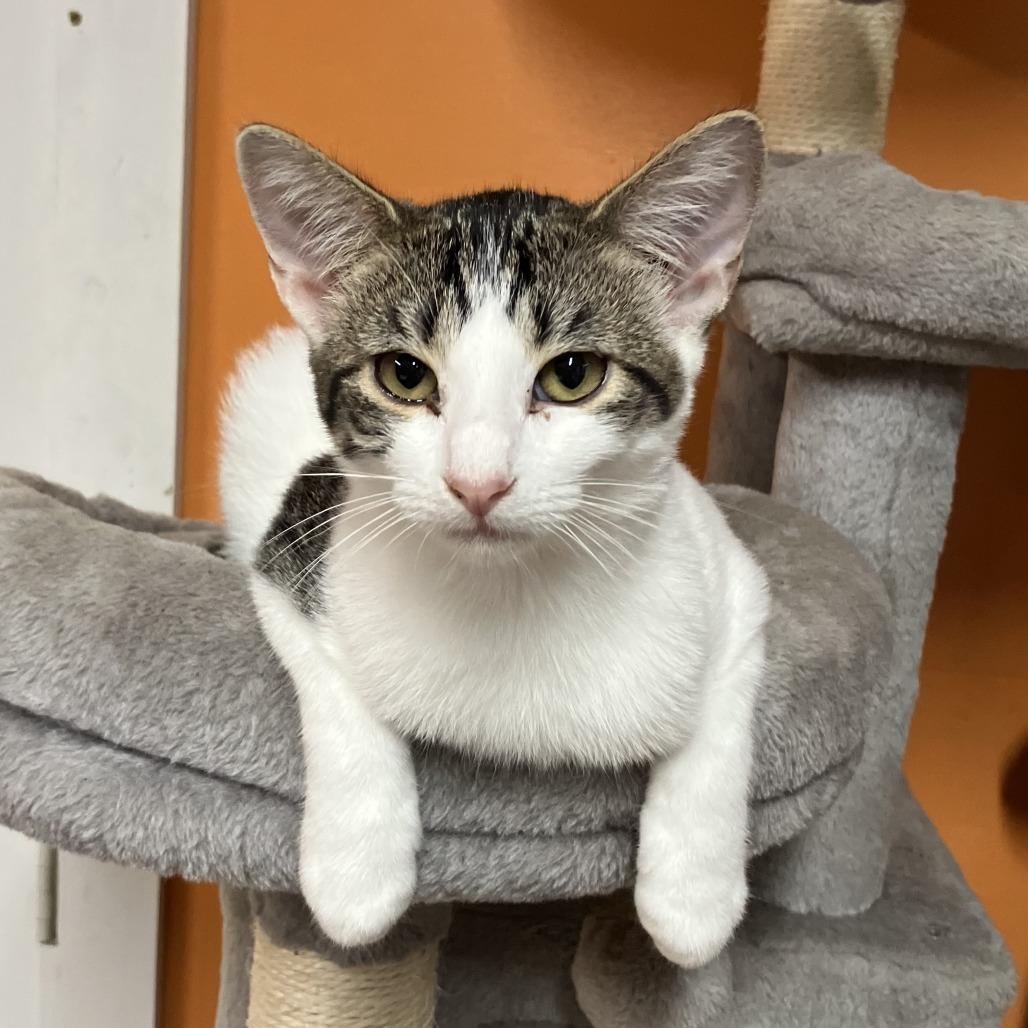 Enlarge Marble, a Adoptable Domestic Short Hair in San Saba, TX image 1/6