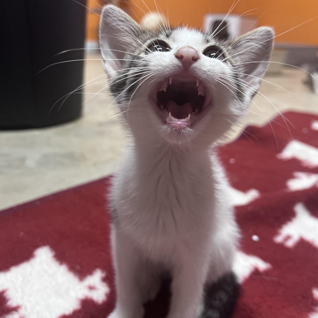 Enlarge Marble, a Adoptable Domestic Short Hair in San Saba, TX image 2/6
