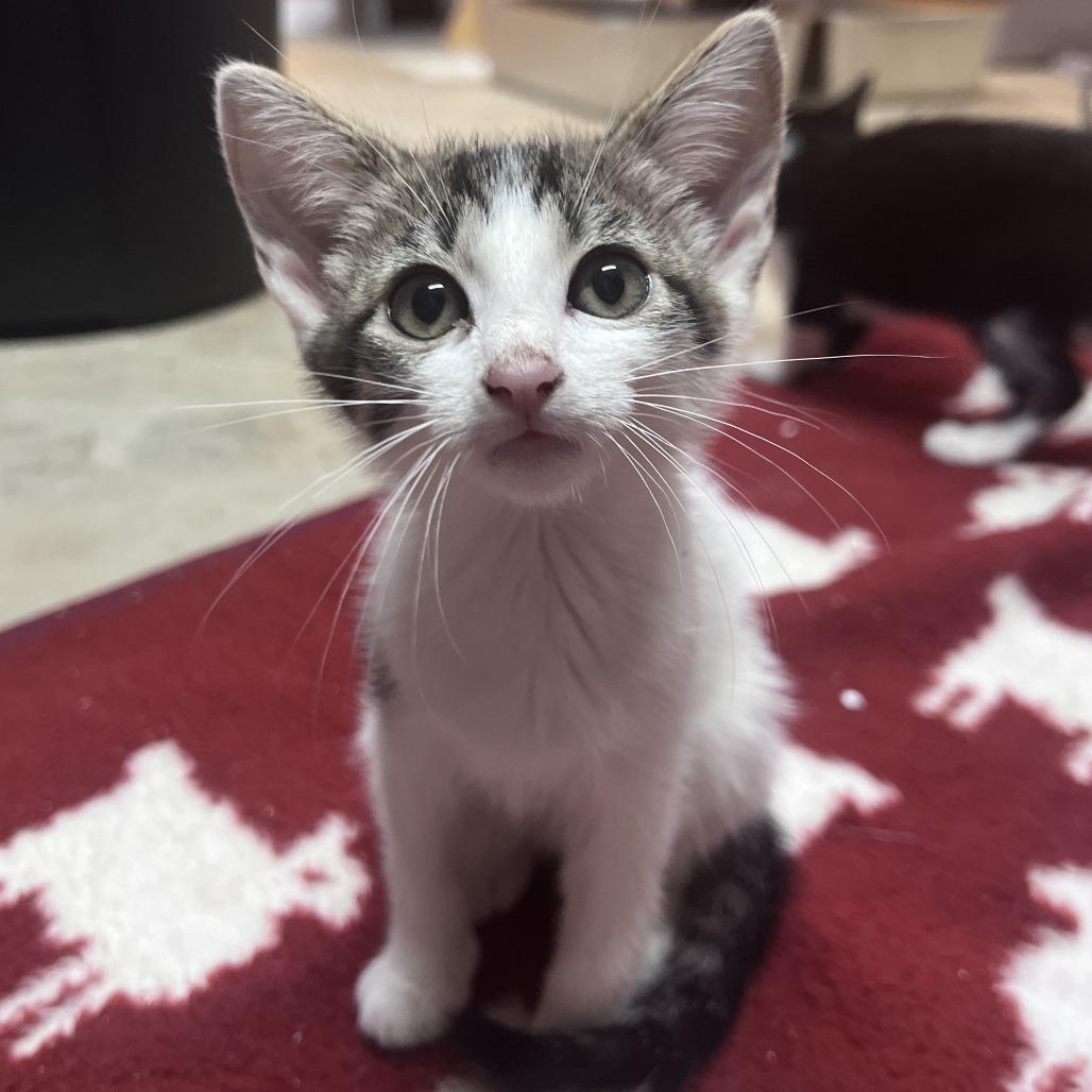 Enlarge Marble, a Adoptable Domestic Short Hair in San Saba, TX image 3/6