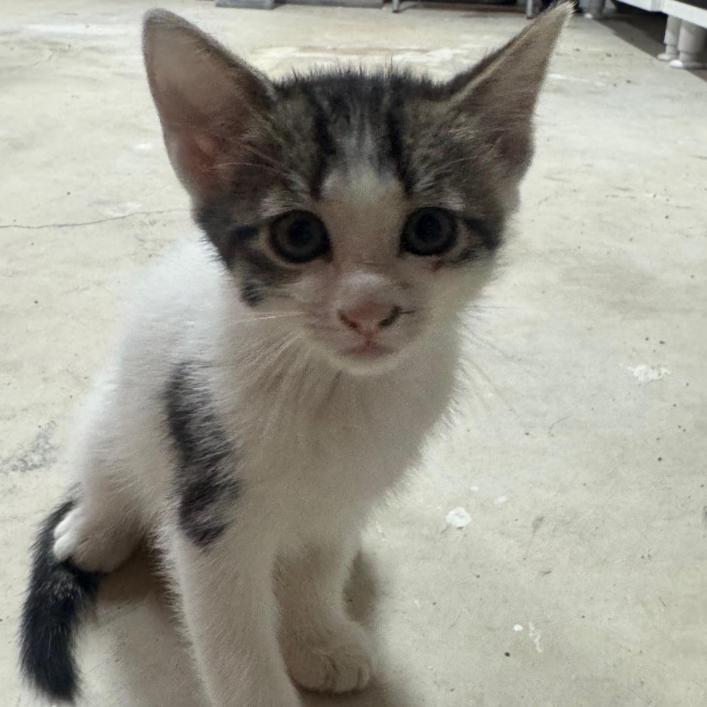 Enlarge Marble, a Adoptable Domestic Short Hair in San Saba, TX image 5/6