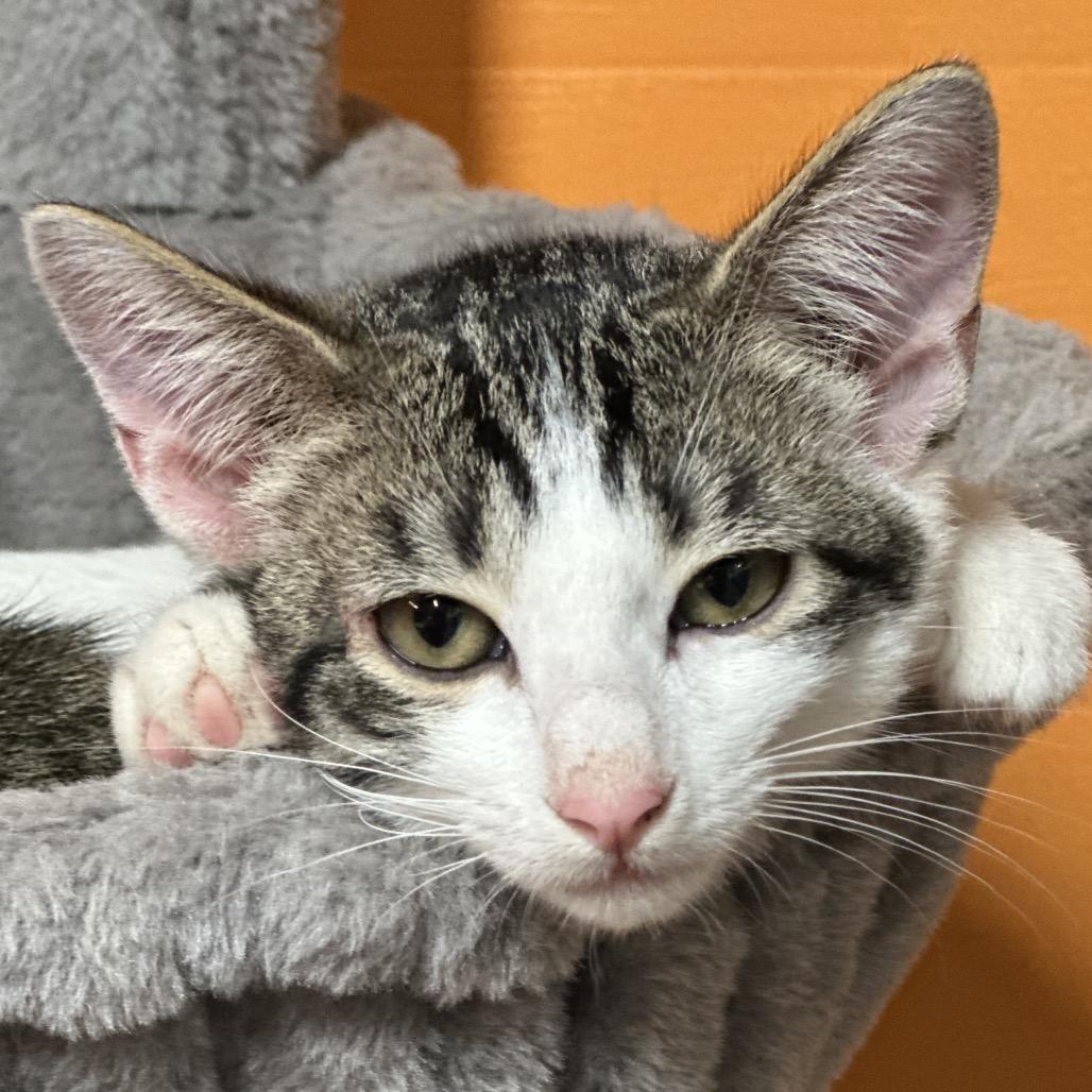 Enlarge Marble, a Adoptable Domestic Short Hair in San Saba, TX image 6/6