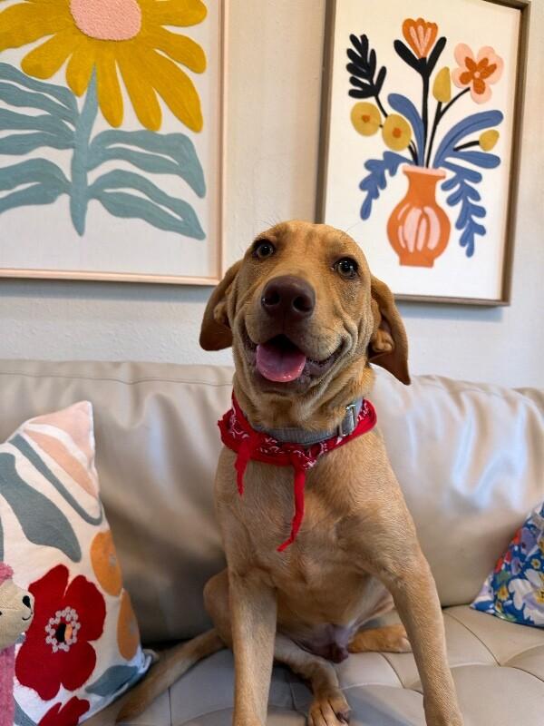 Woody Gyn, Adoptable, Puppy Male Labrador Retriever & Hound.