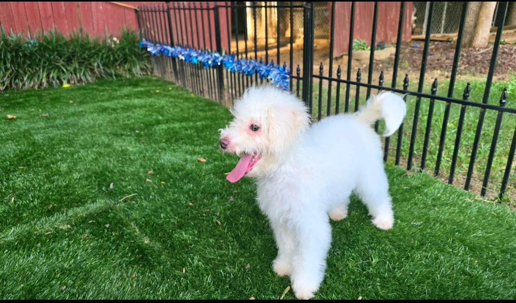 Sam, Adopted, Puppy Male Poodle & Australian Shepherd.