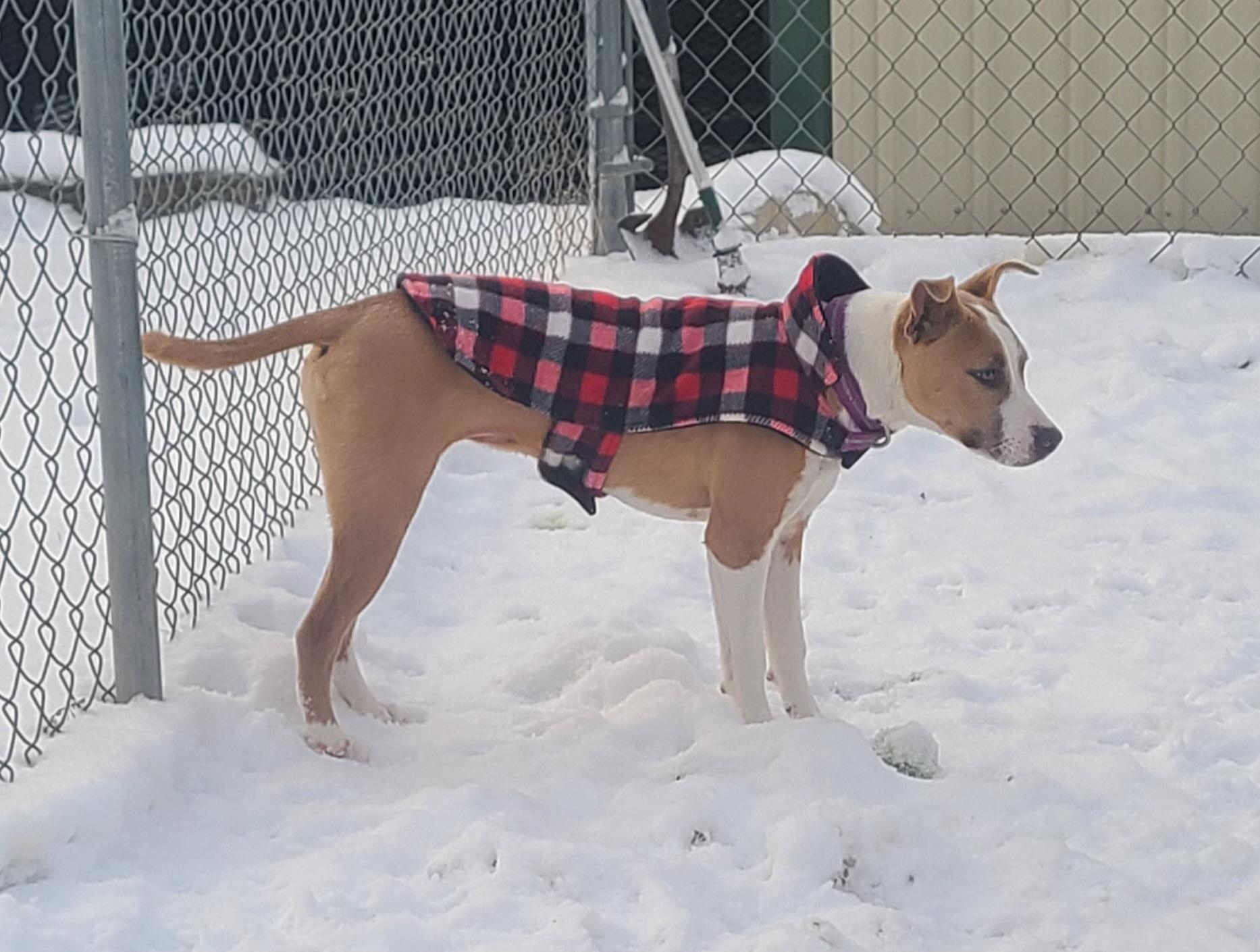 Ruby, ADOPTABLE, Puppy Female American Staffordshire Terrier & Australian Kelpie.