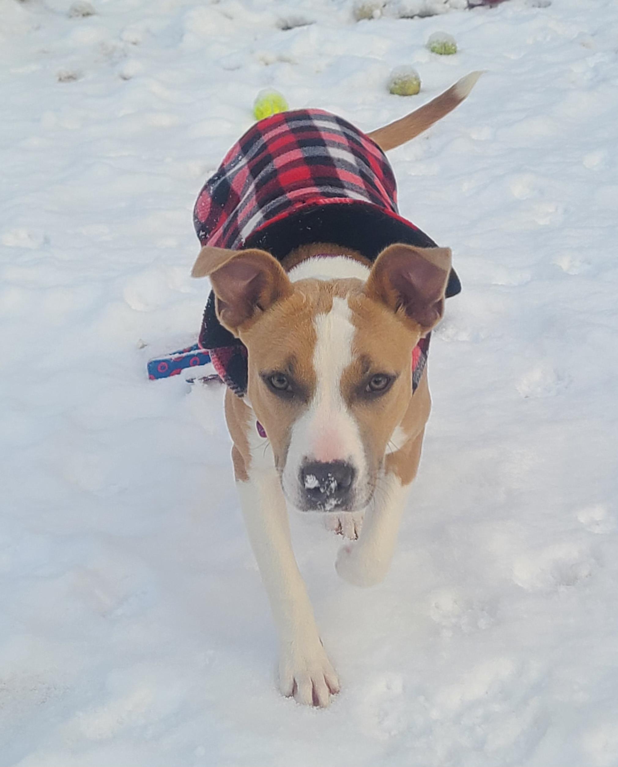 Enlarge Ruby, a ADOPTABLE mixed breed in Newcastle, WY image 2/4