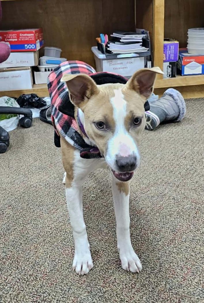 Enlarge Ruby, a ADOPTABLE mixed breed in Newcastle, WY image 4/4