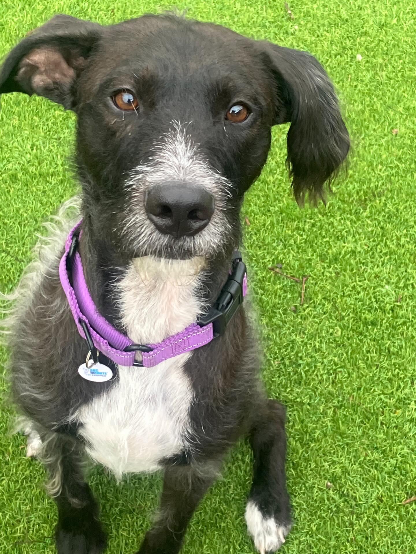 Chip 2, Adoptable, Adult Male German Wirehaired Pointer & Schnauzer.