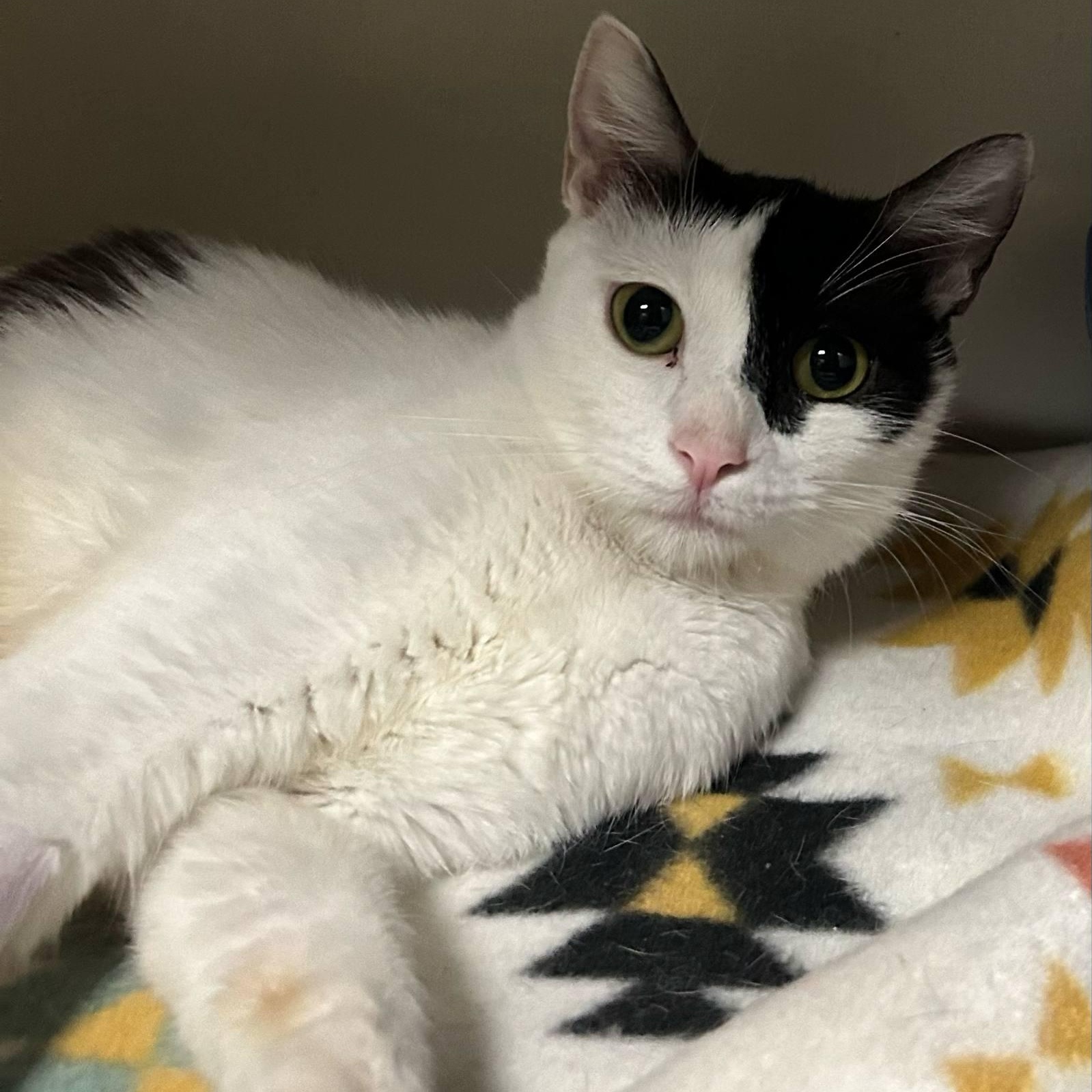 Enlarge Naya, a Adoptable mixed breed in Antioch, CA image 2/3