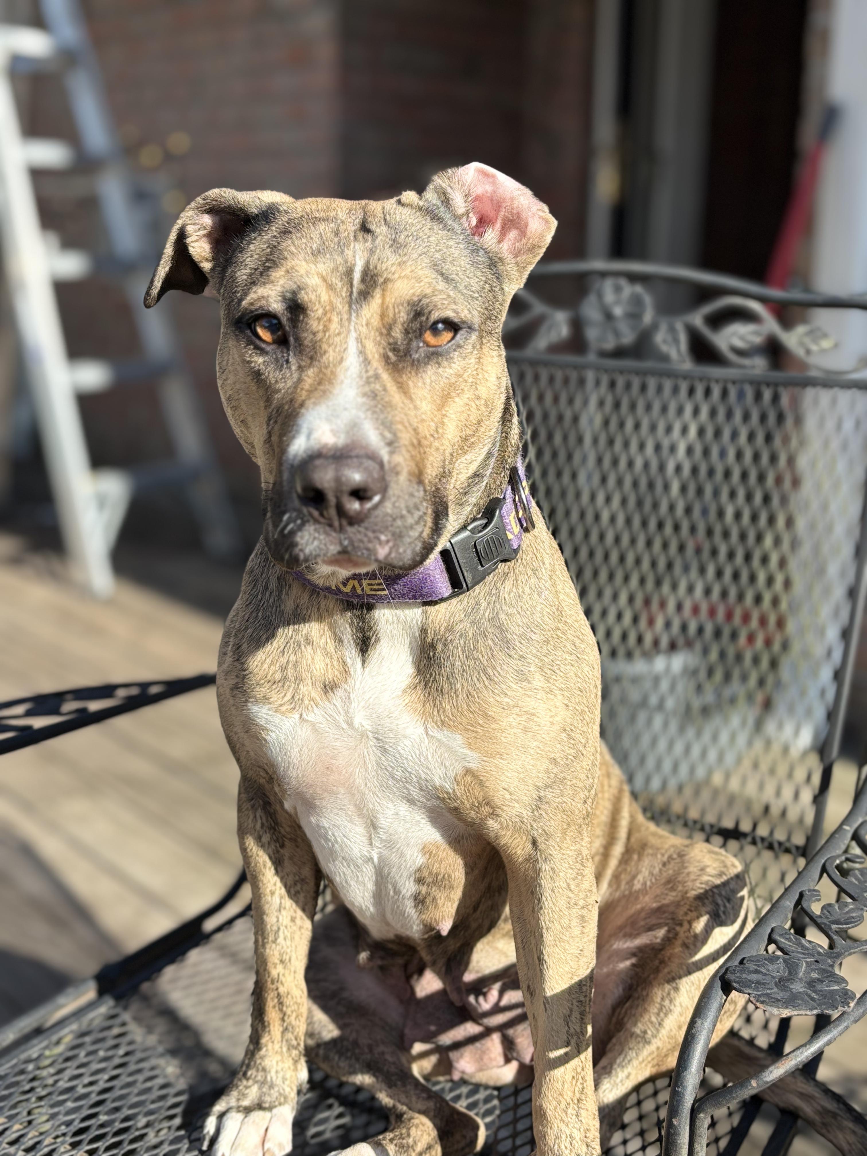 Callie, Adoptable, Adult Female Mixed Breed.