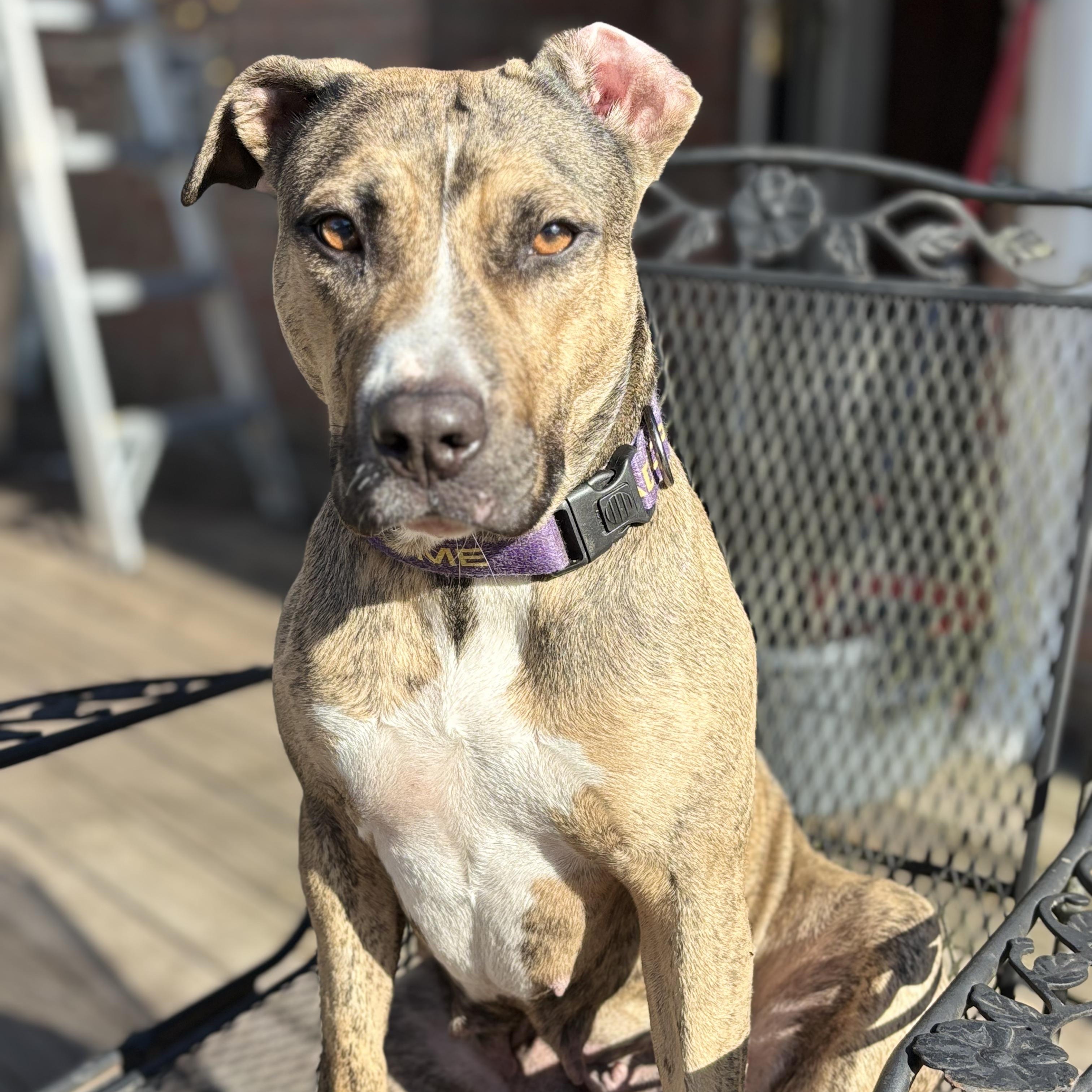 Callie, a Adoptable mixed breed in Ayden, NC image 2/5