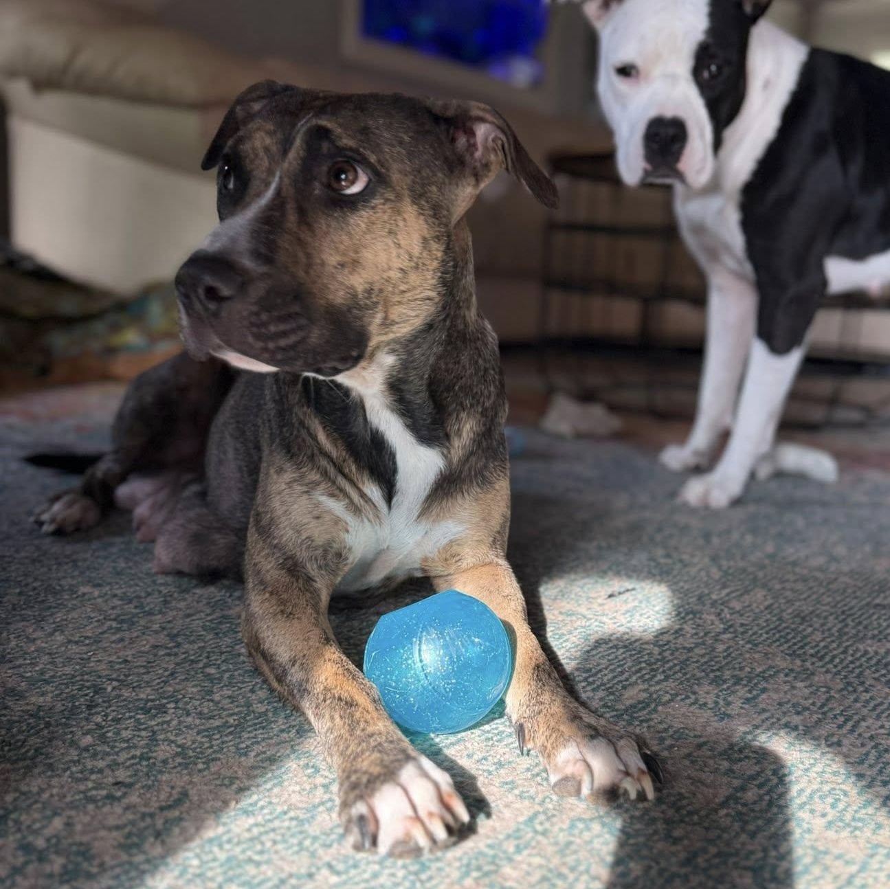 Enlarge Callie, a Adoptable mixed breed in Ayden, NC image 3/4