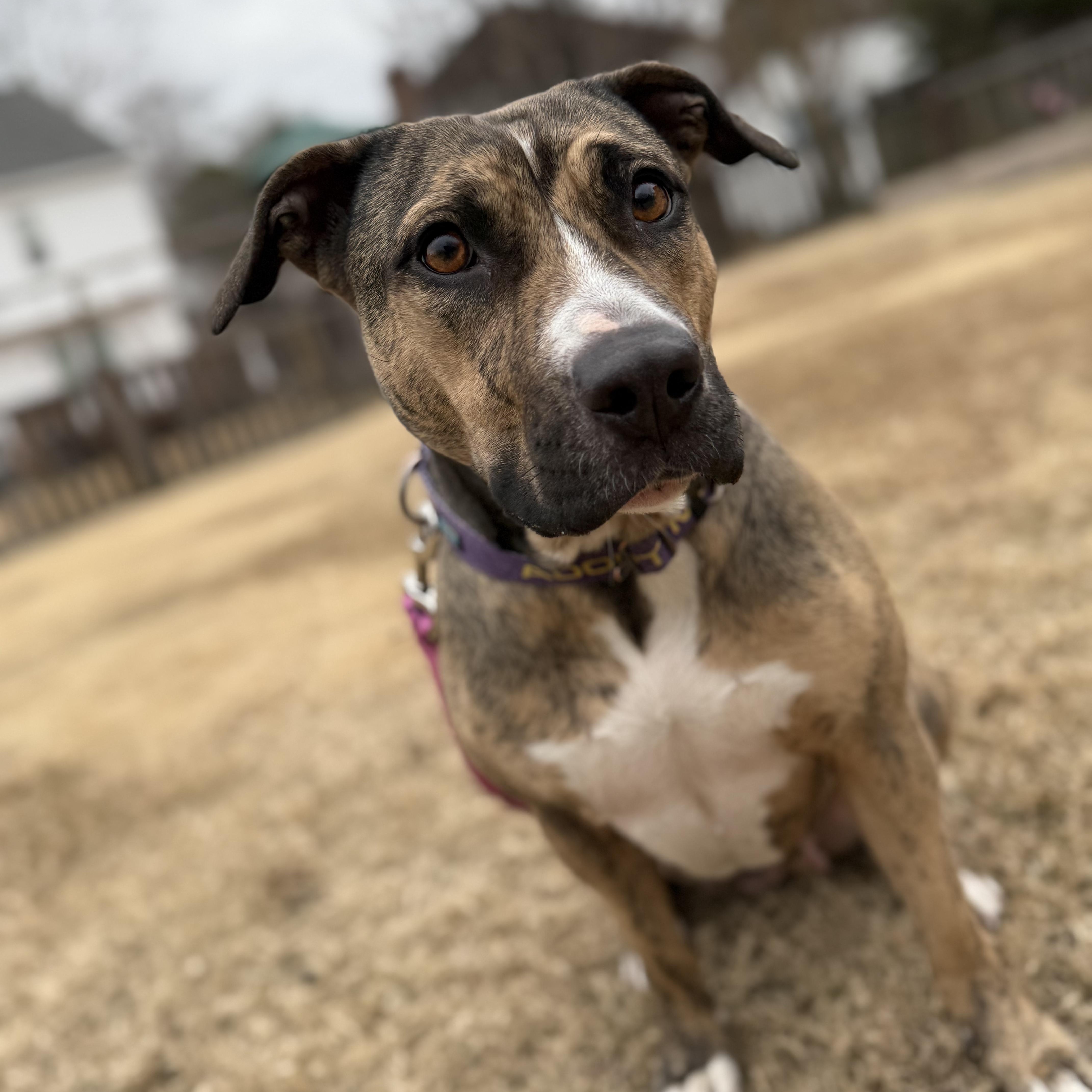 Callie, Adoptable, Adult Female Mixed Breed.