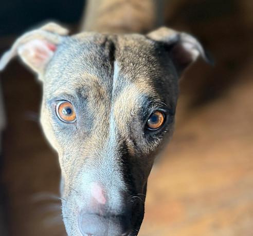 Enlarge Callie, a Adoptable mixed breed in Ayden, NC image 1/2