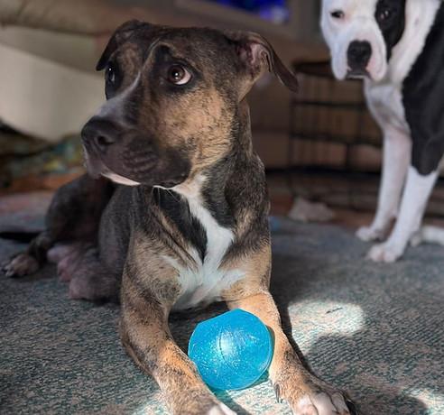 Enlarge Callie, a Adoptable mixed breed in Ayden, NC image 2/2