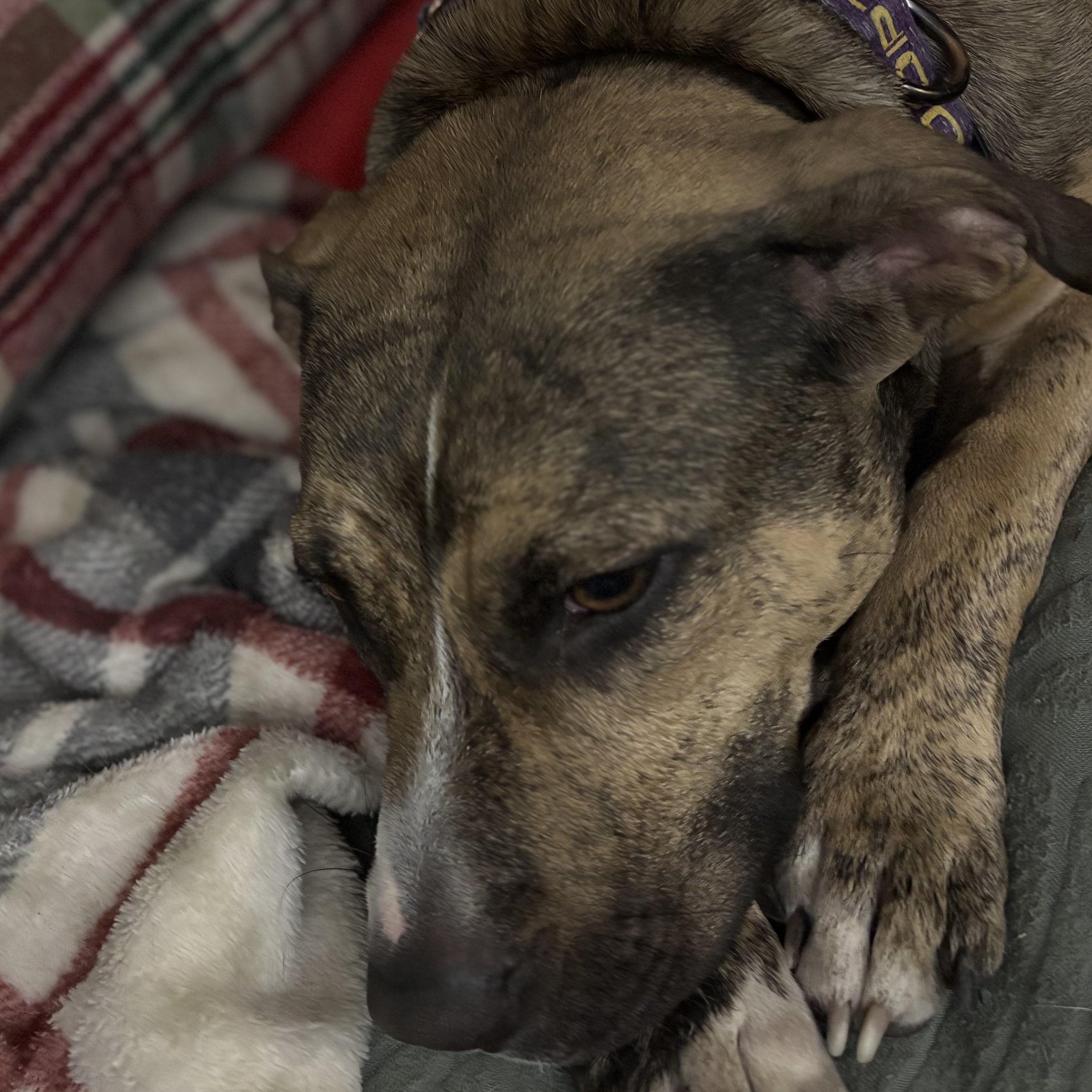 Callie, a Adoptable mixed breed in Ayden, NC image 5/5