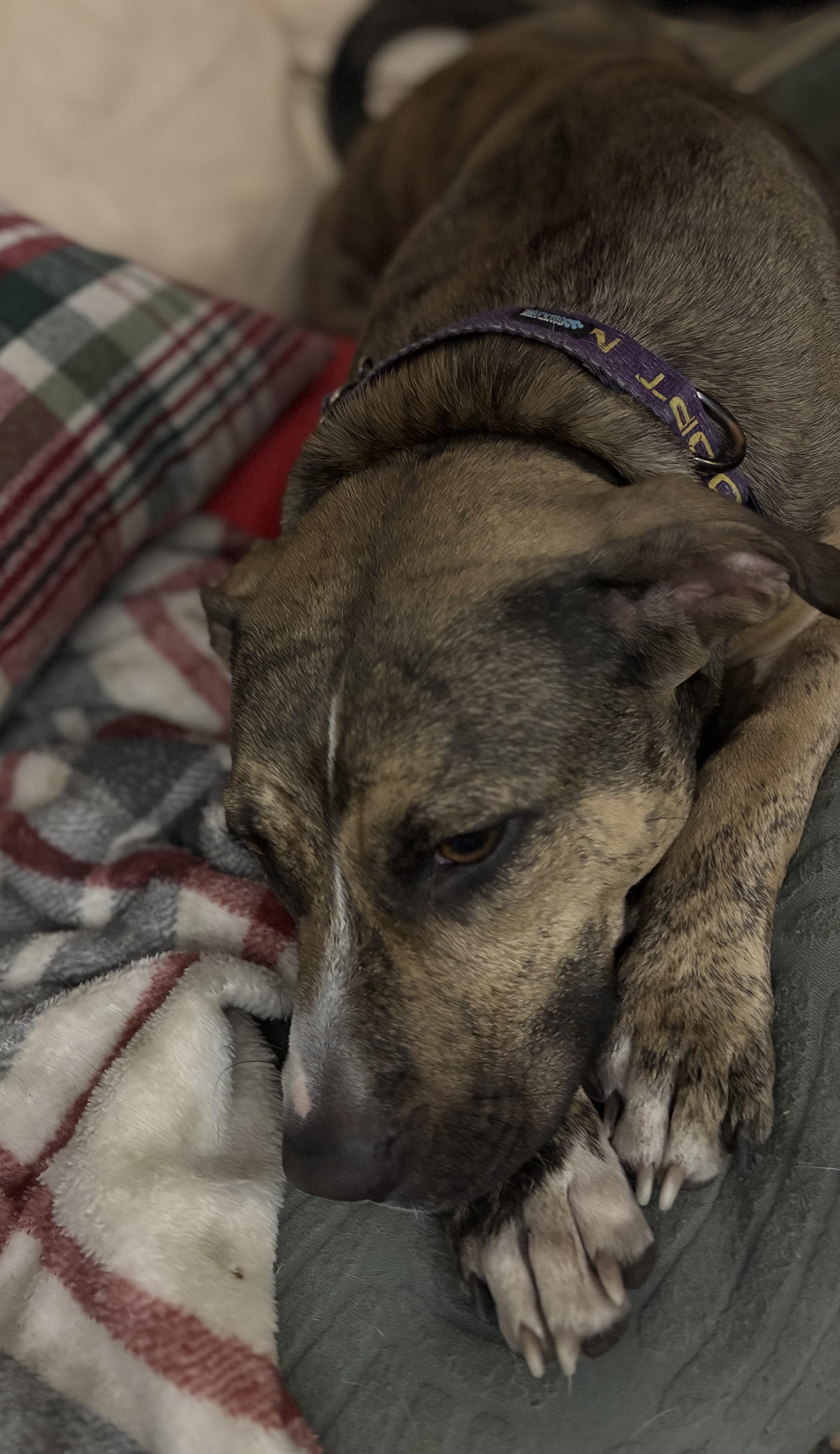 Enlarge Callie, a Adoptable mixed breed in Ayden, NC image 4/4