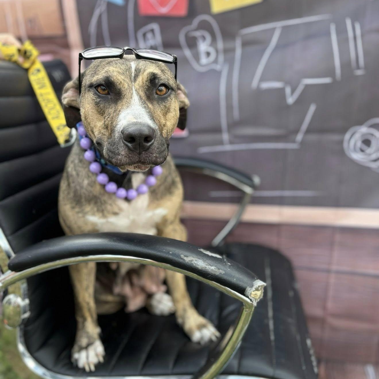 Callie, a Adoptable mixed breed in Ayden, NC image 3/5