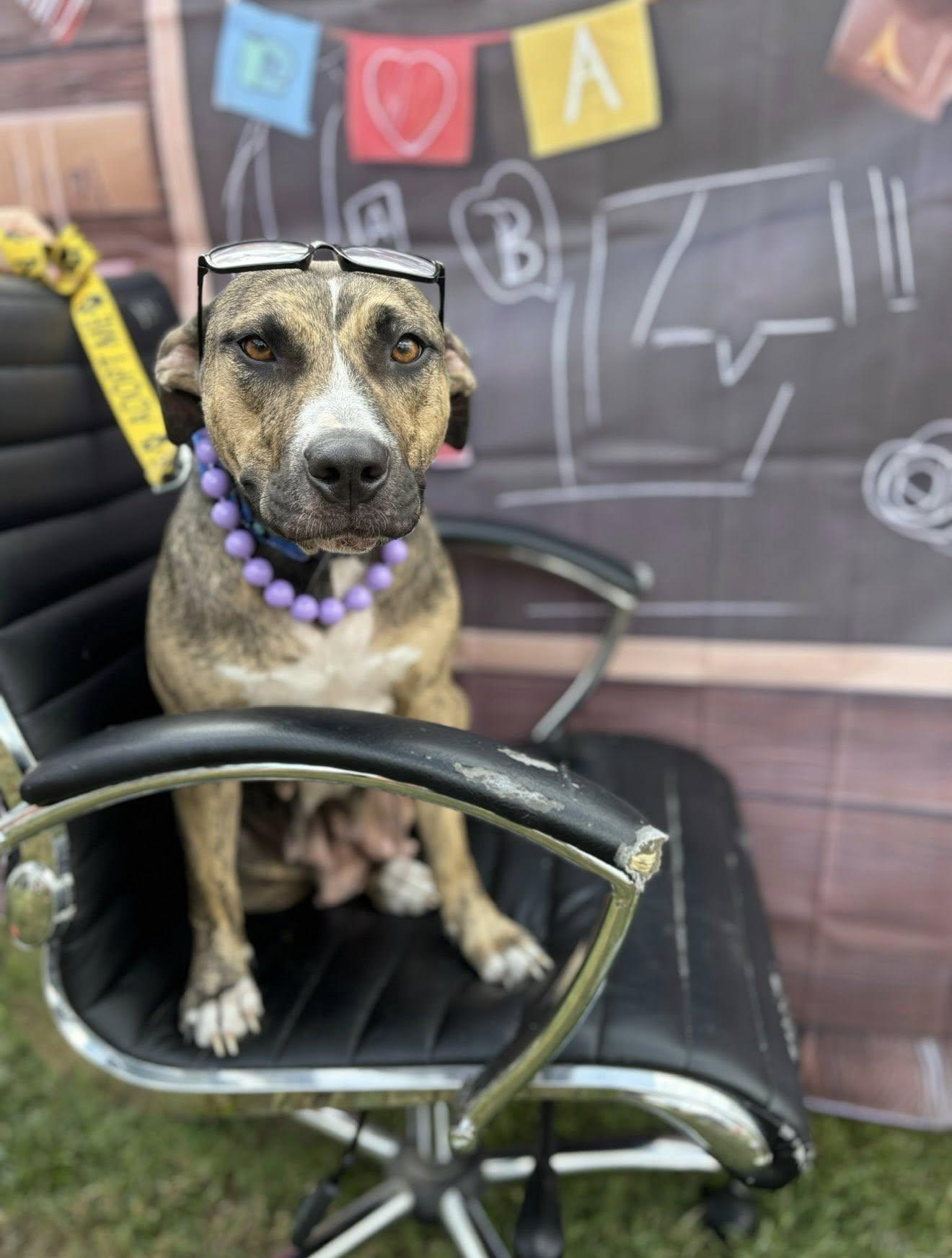 Enlarge Callie, a Adoptable mixed breed in Ayden, NC image 2/4