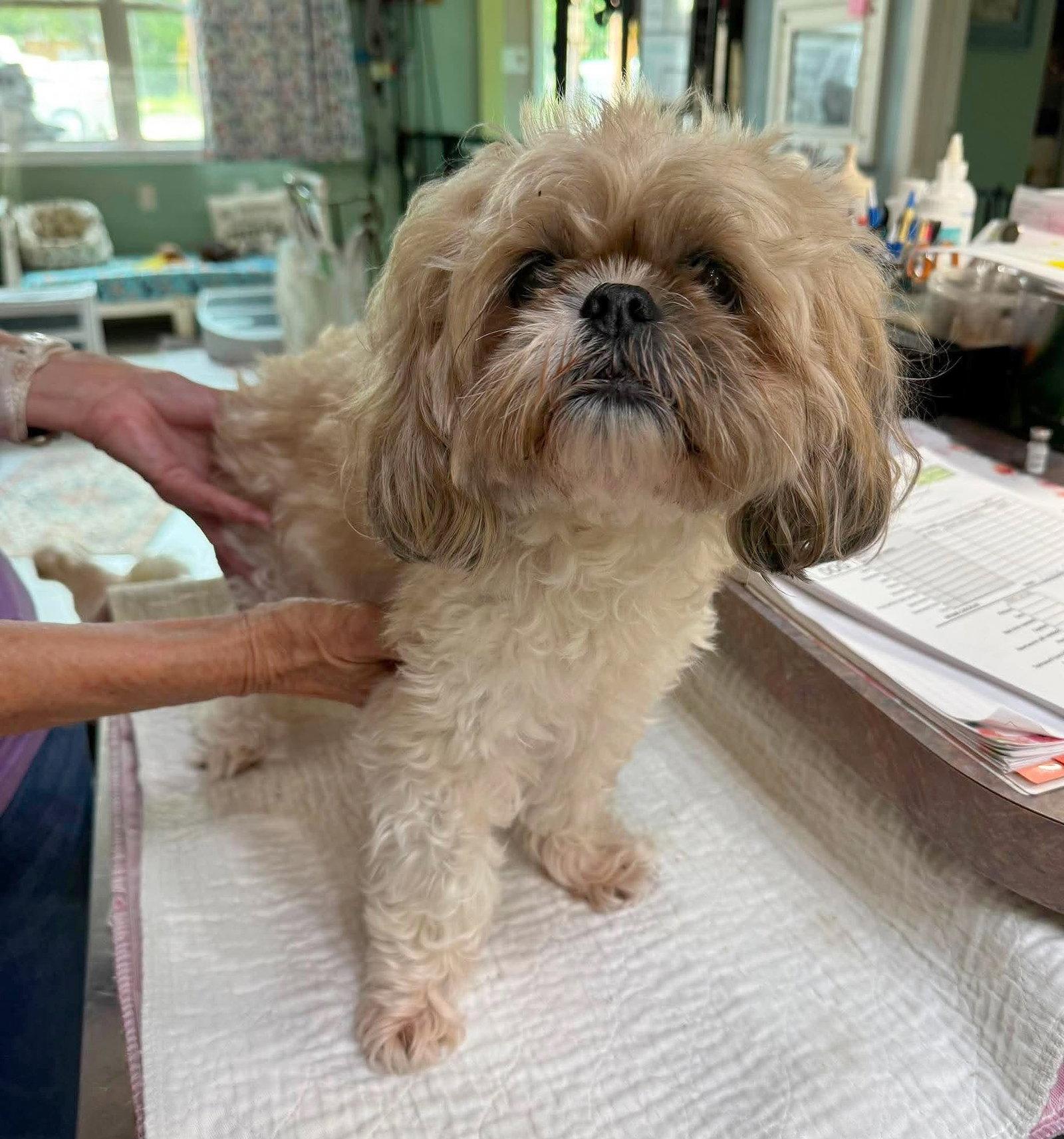 Lillie Grace (NOT YET AVAILABLE), Adoptable, Adult Female Shih Tzu.