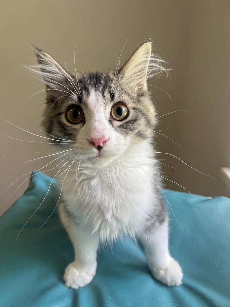 Huckleberry, Adoptable, Kitten Male Domestic Short Hair.