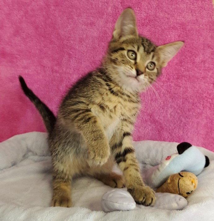 Elsie, Adoptable, Young Female Domestic Short Hair.