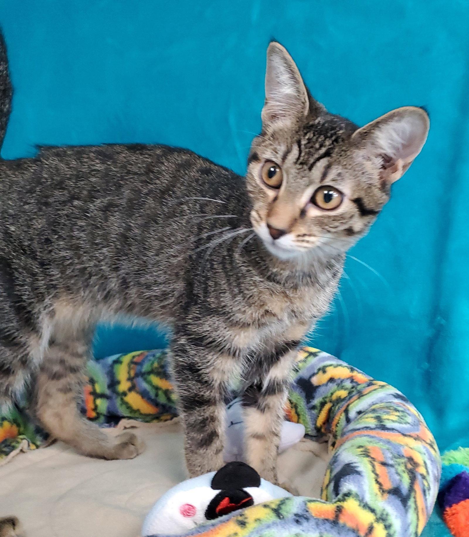 Enlarge Elsie, a Adoptable Domestic Short Hair in Greenville, IL image 2/2