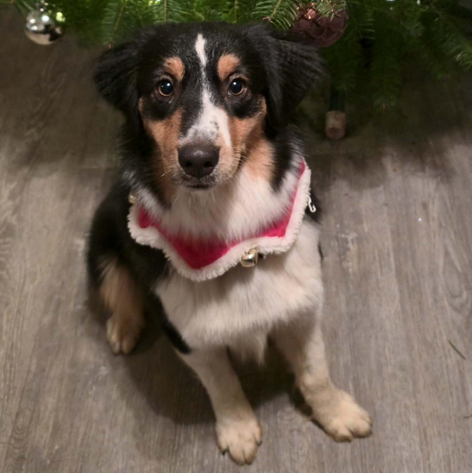 Enlarge Magical Marilyn, a ADOPTABLE Australian Shepherd in La Center, WA image 3/5