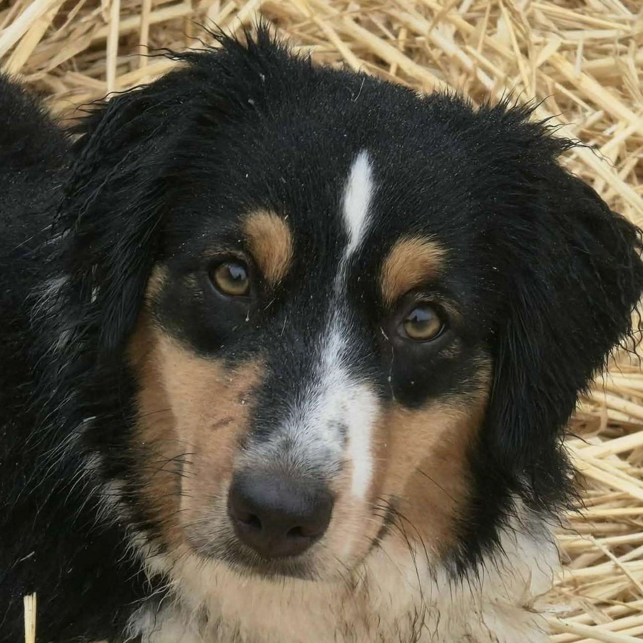 Magical Marilyn, ADOPTABLE, Young Female Australian Shepherd.