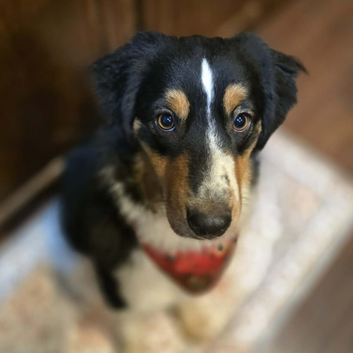 Enlarge Magical Marilyn, a ADOPTABLE Australian Shepherd in La Center, WA image 4/5
