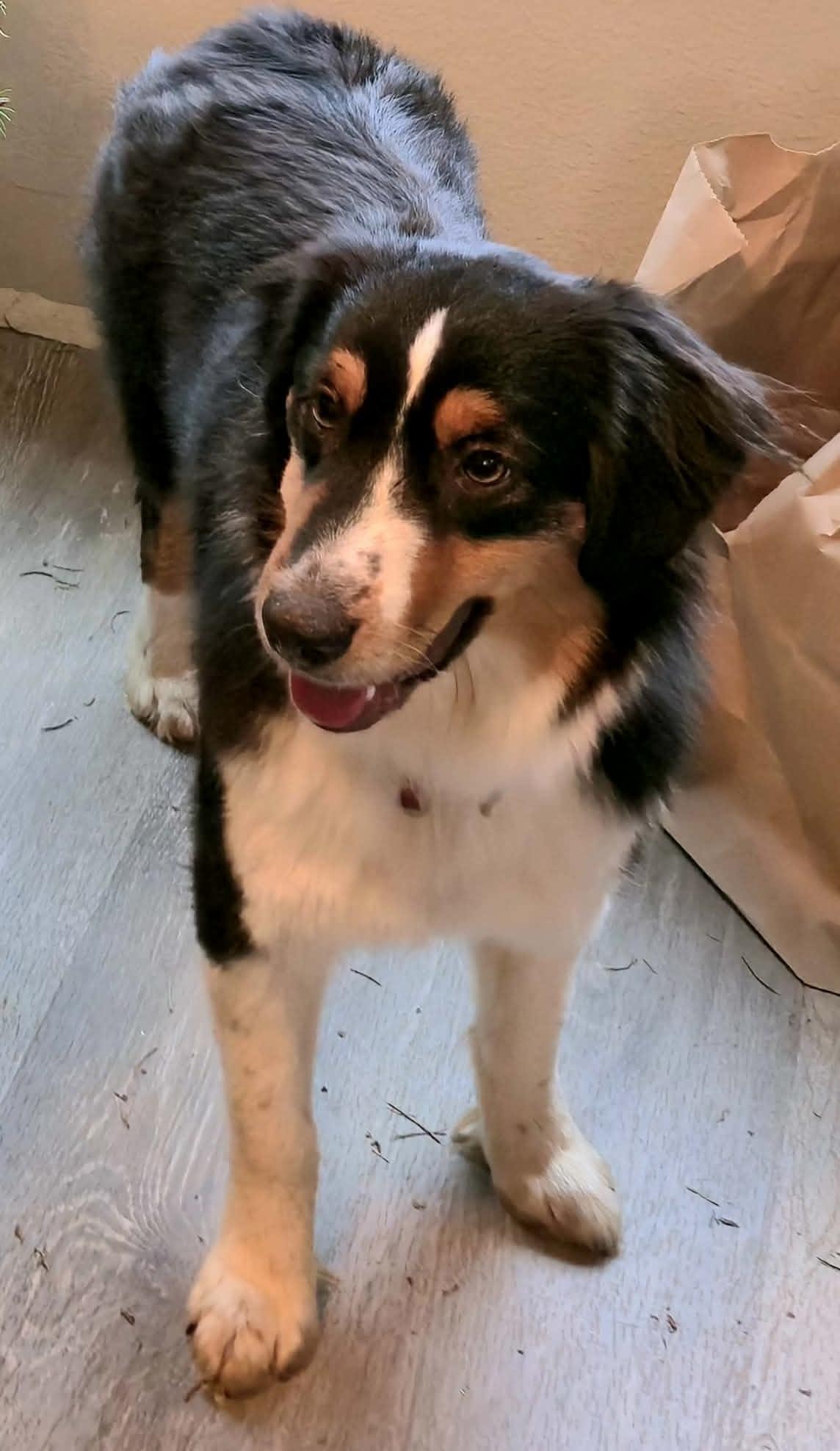 Enlarge Magical Marilyn, a ADOPTABLE Australian Shepherd in La Center, WA image 5/5