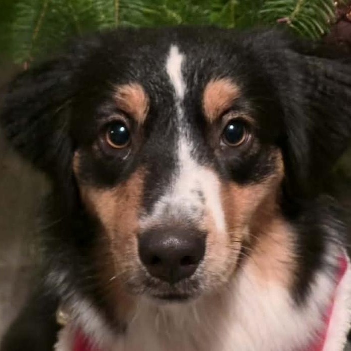 Enlarge Magical Marilyn, a ADOPTABLE Australian Shepherd in La Center, WA image 2/5