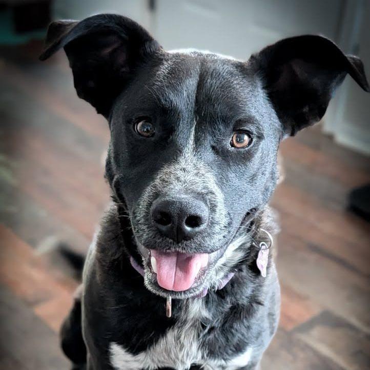 Finn, a Adoptable mixed breed in Cheyenne, WY image 2/6