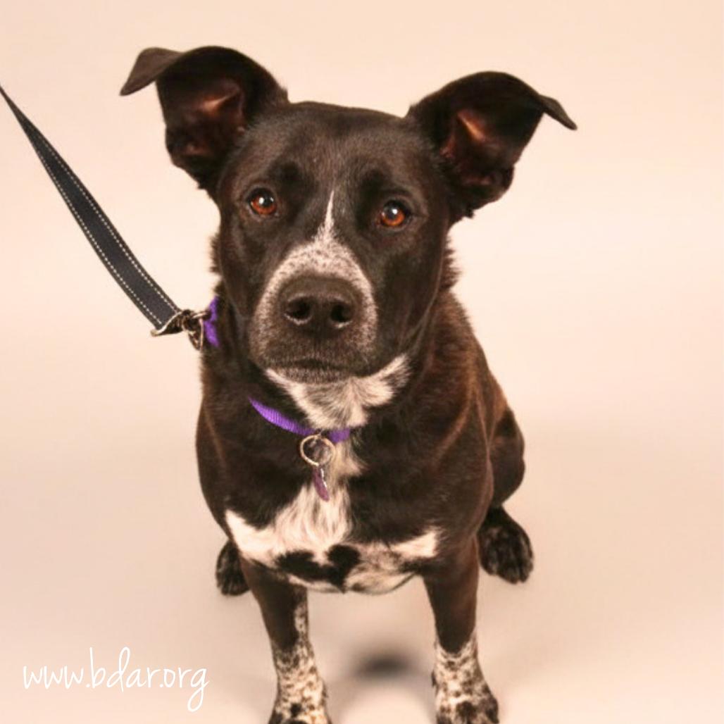 Finn, a Adoptable mixed breed in Cheyenne, WY image 4/6