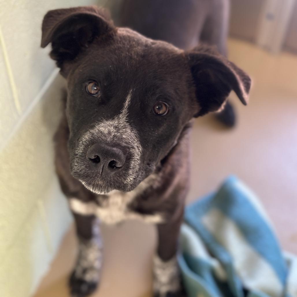 Finn, a Adoptable mixed breed in Cheyenne, WY image 5/6