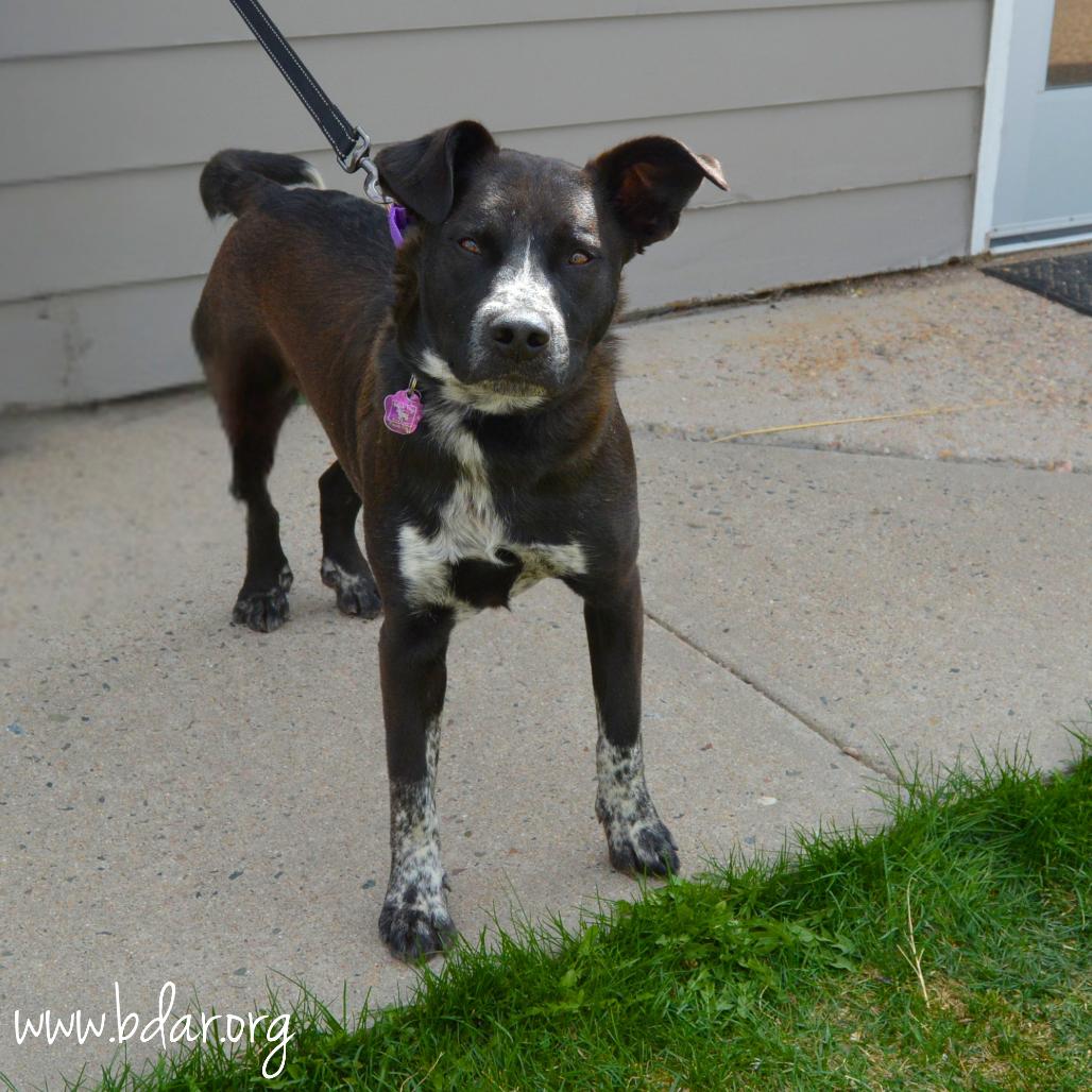 Finn, a Adoptable mixed breed in Cheyenne, WY image 6/6