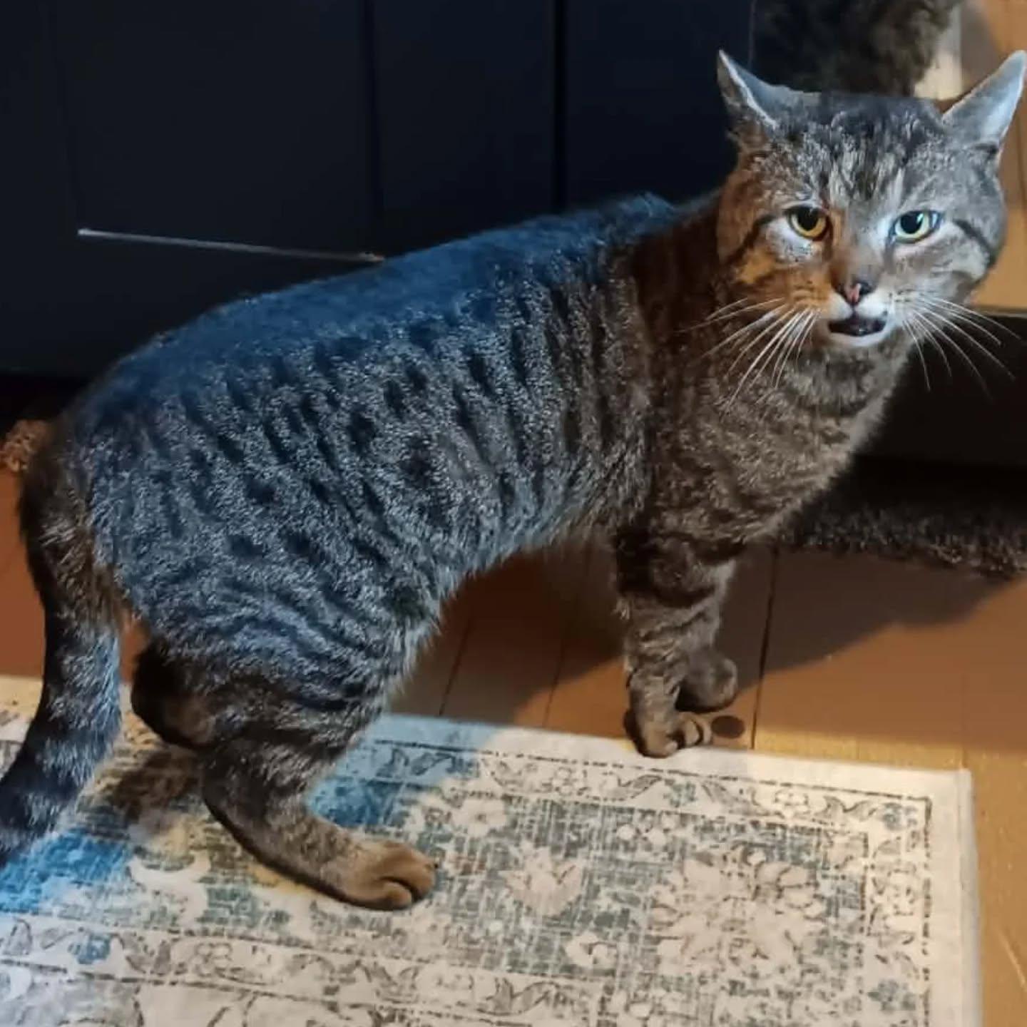 Bridges, Adoptable, Young Male Tiger.