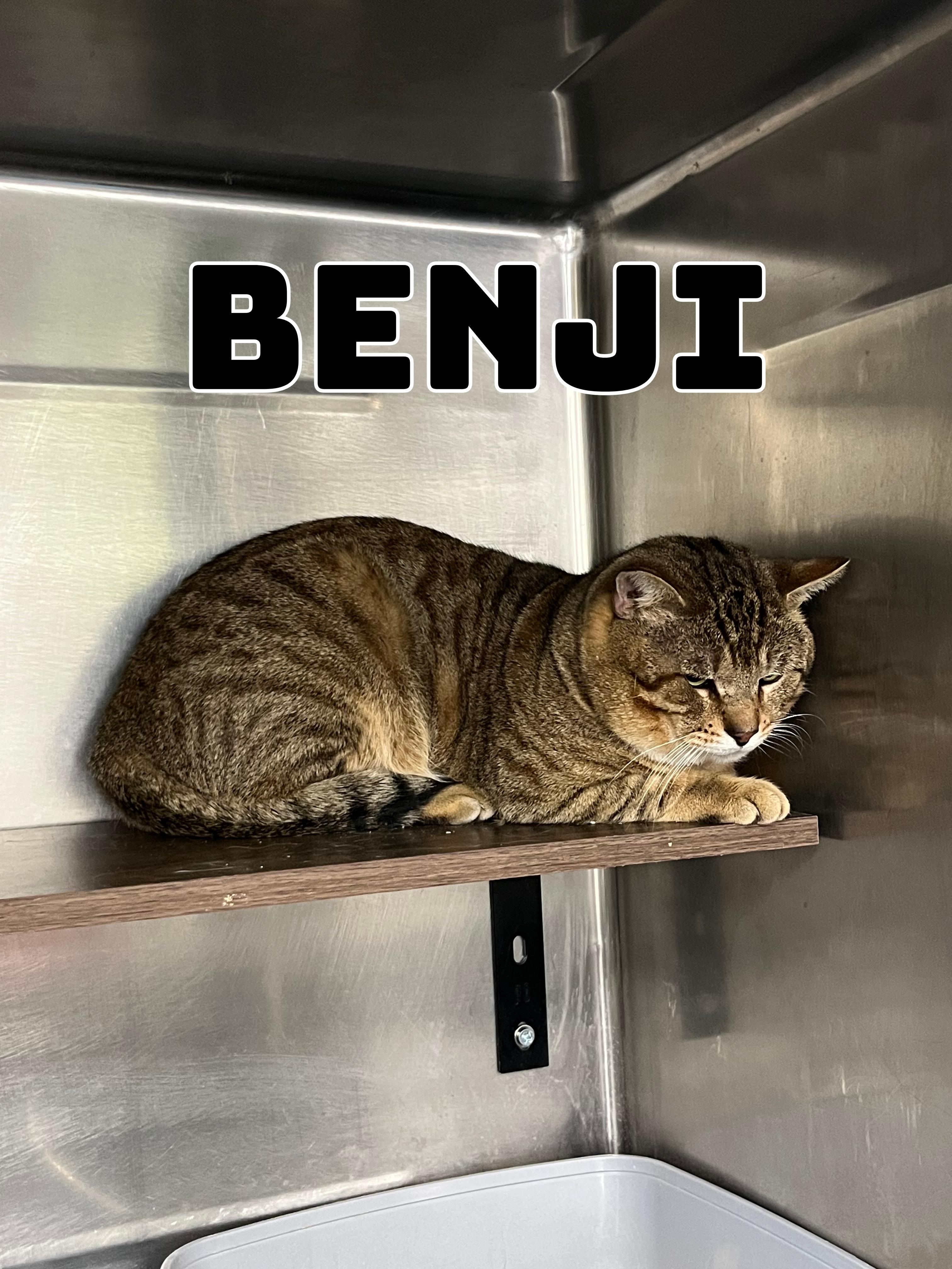 Benji, ADOPTABLE, Adult Male Tabby.