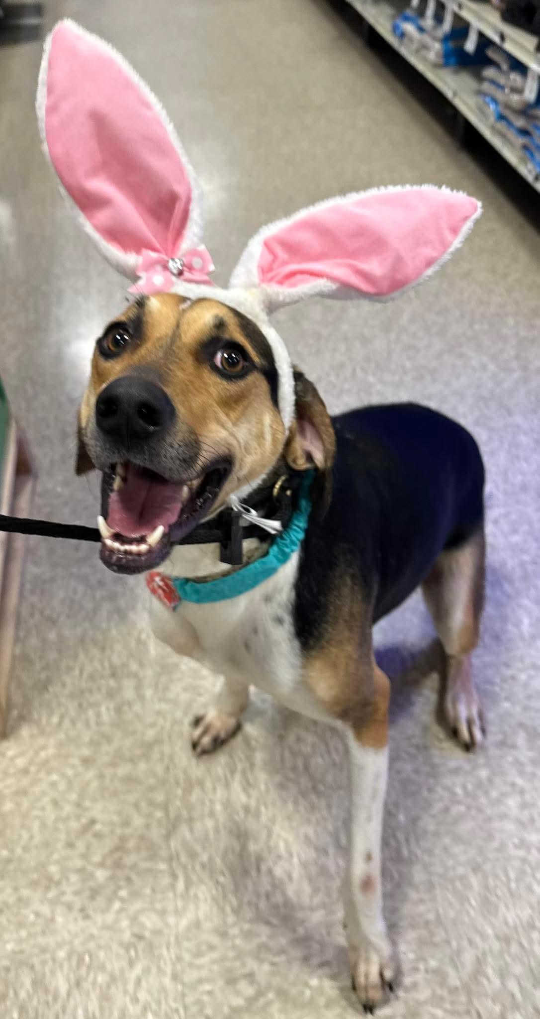 Brewie, Adoptable, Young Male Treeing Walker Coonhound & Hound.