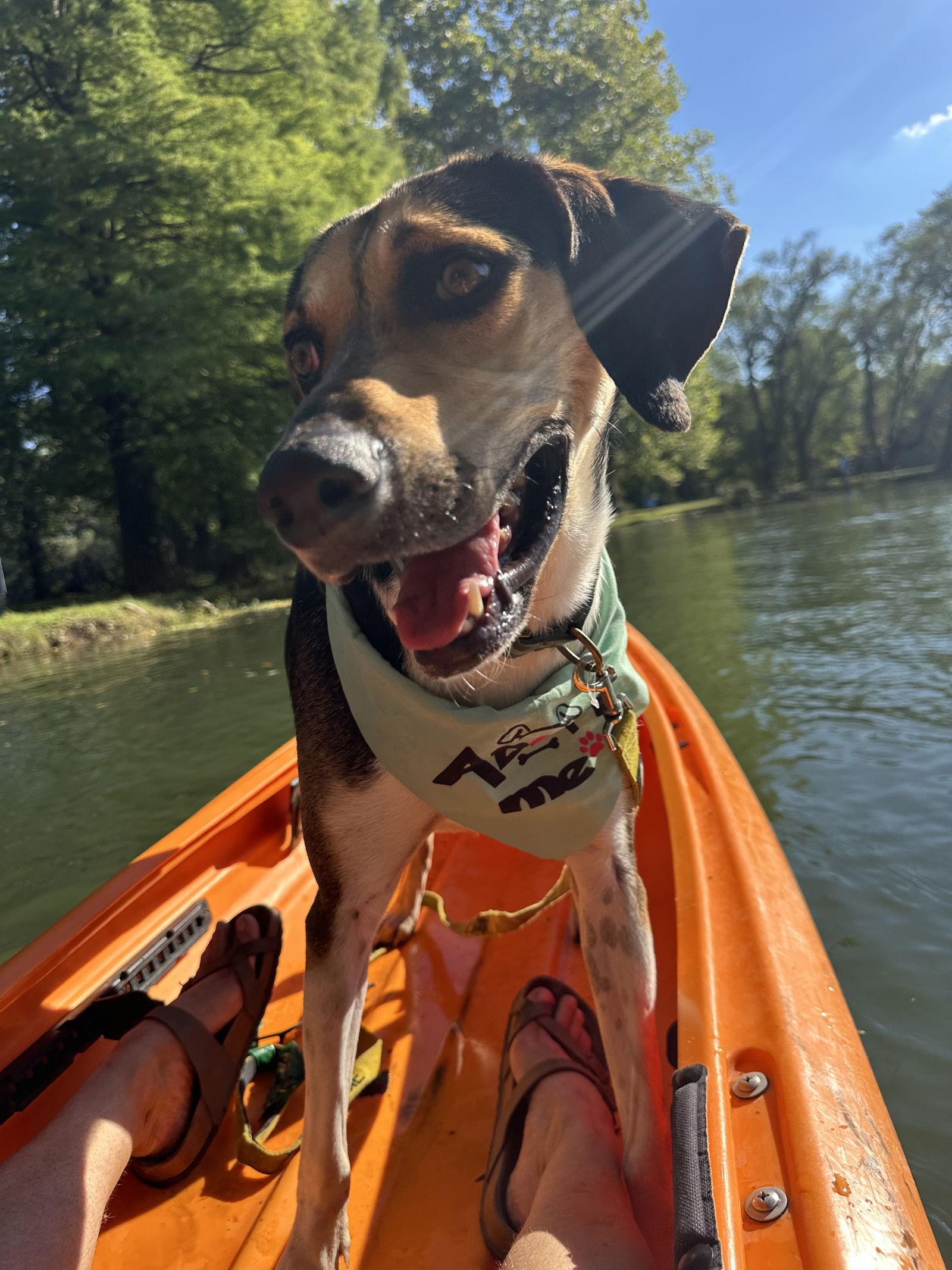 Brewie, Adoptable, Young Male Treeing Walker Coonhound & Hound.