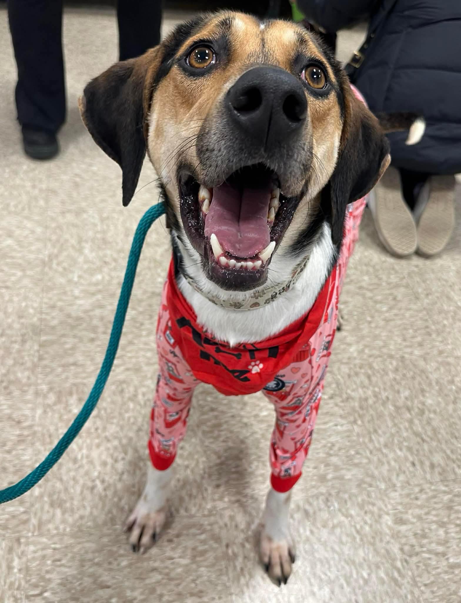 Enlarge Brewie, a Adoptable mixed breed in Germantown, OH image 1/3