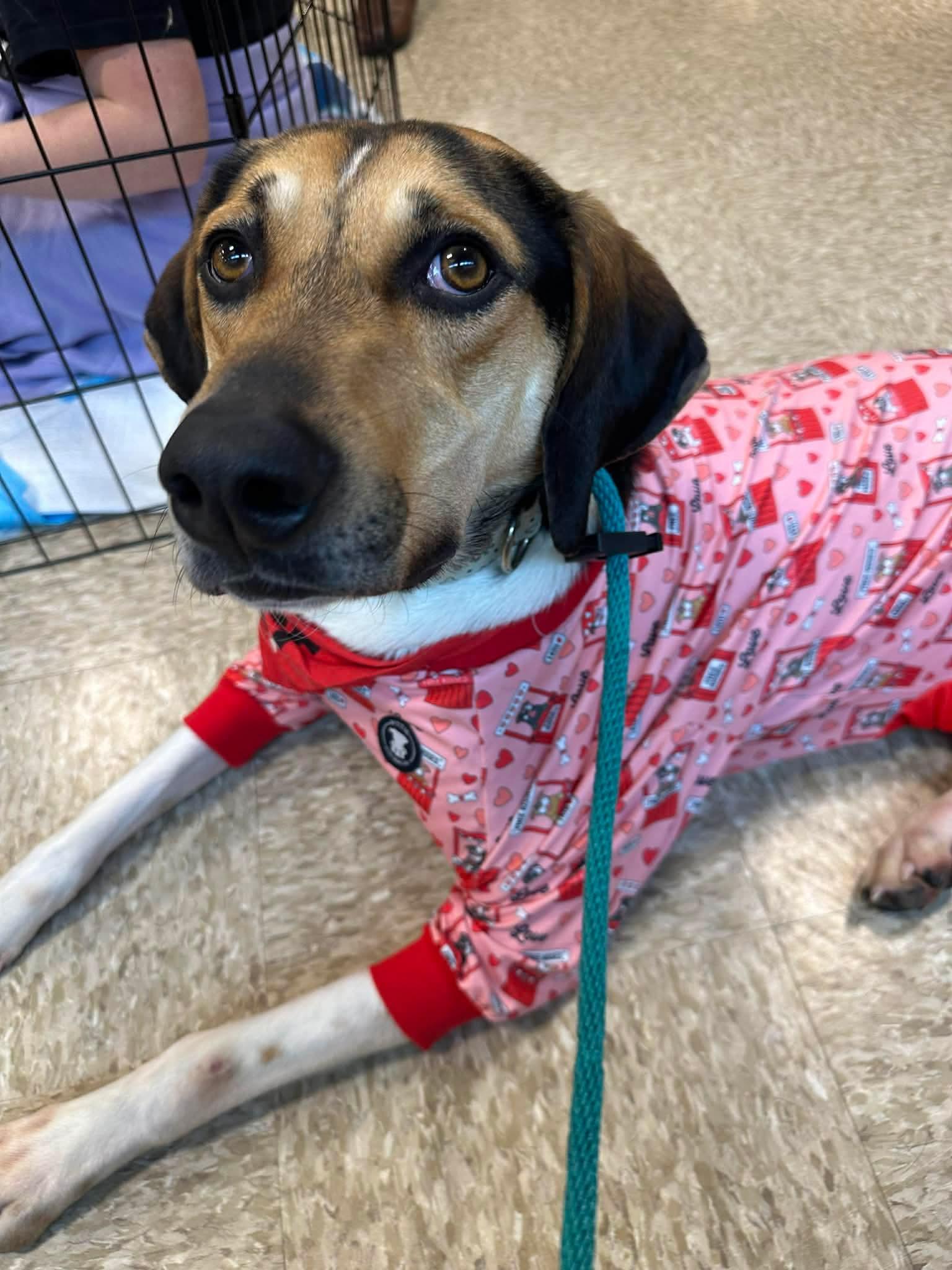 Enlarge Brewie, a Adoptable mixed breed in Germantown, OH image 2/3