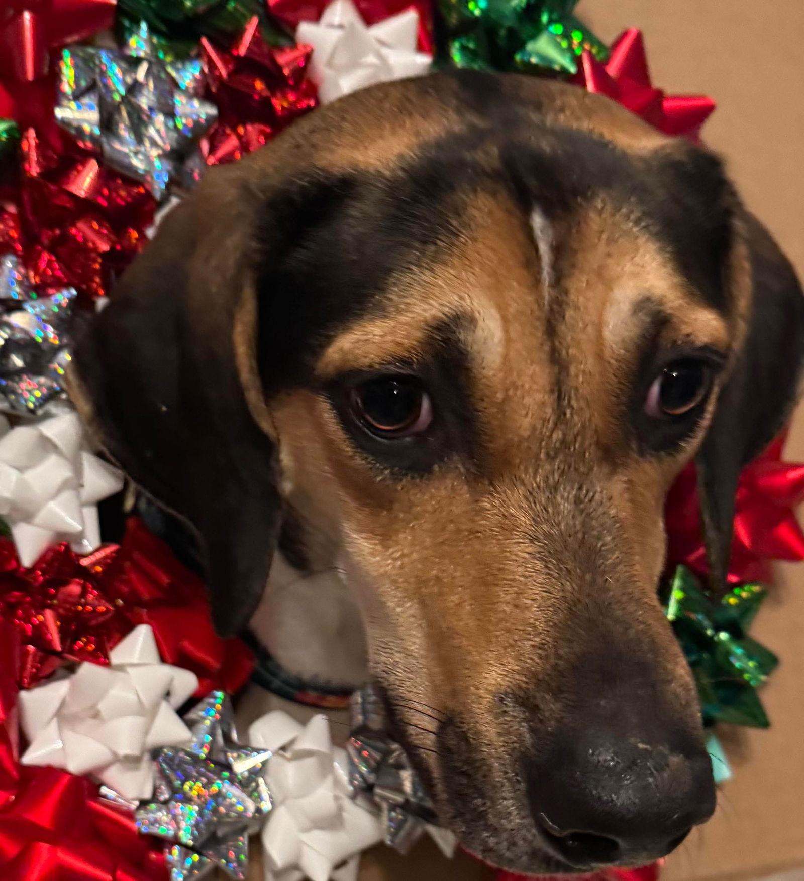 Brewie, a Adoptable mixed breed in Germantown, OH image 2/3