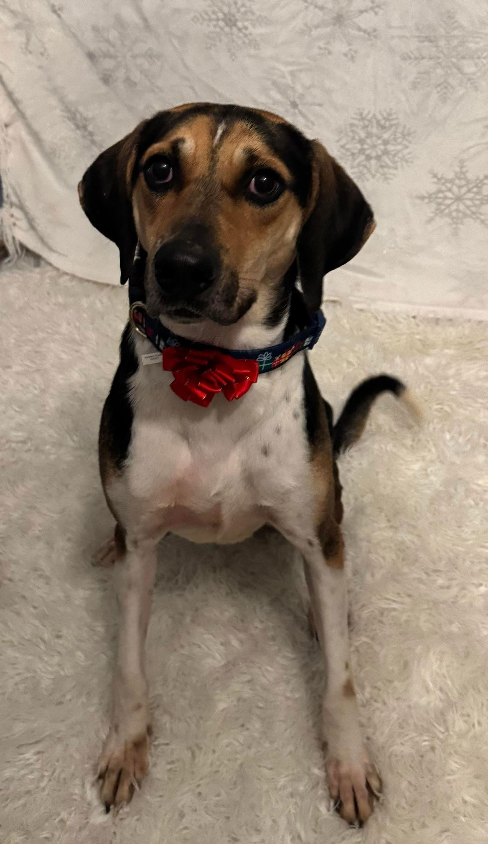 Brewie, a Adoptable mixed breed in Germantown, OH image 3/3