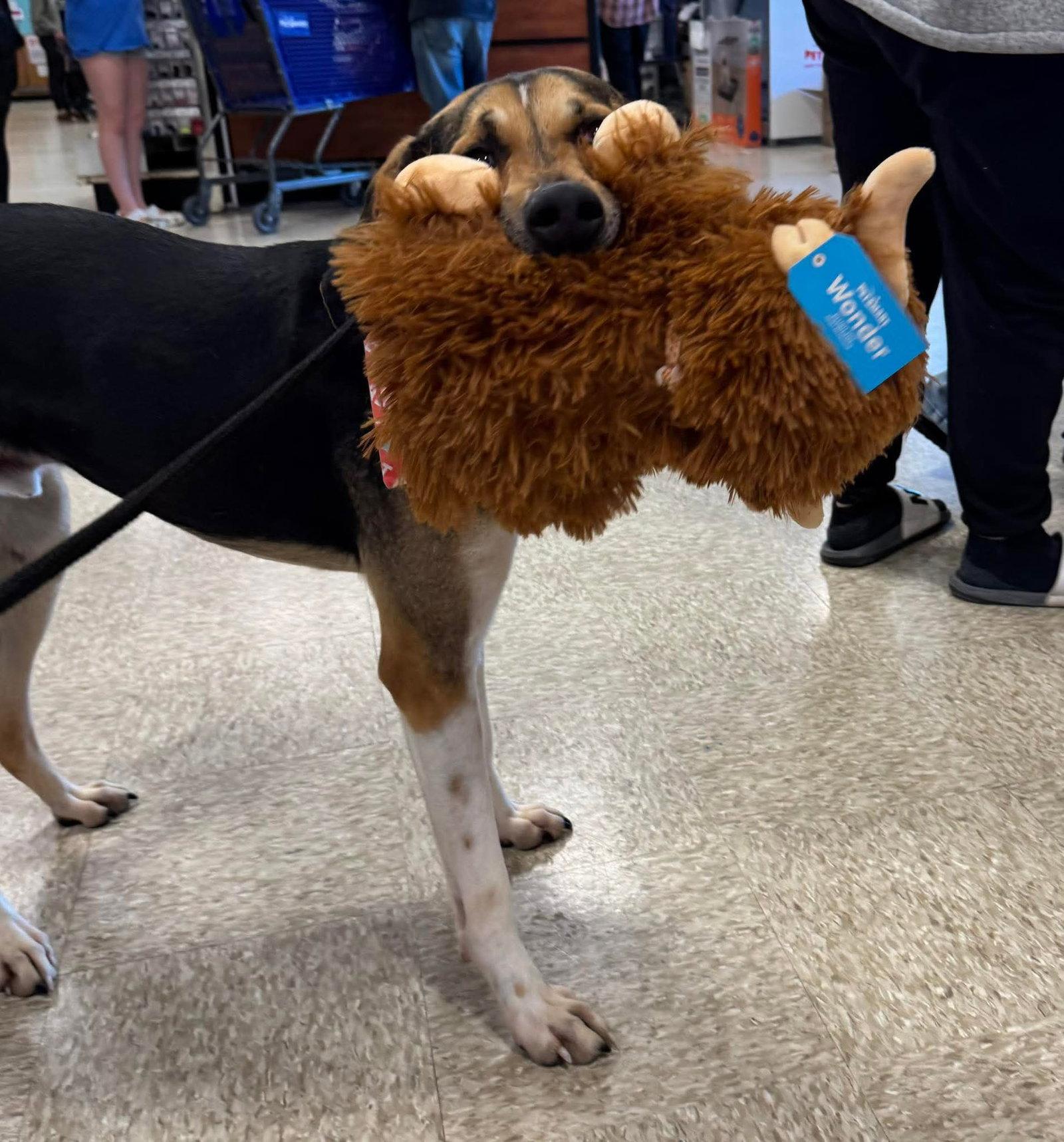 Enlarge Brewie, a Adoptable mixed breed in Germantown, OH image 3/3