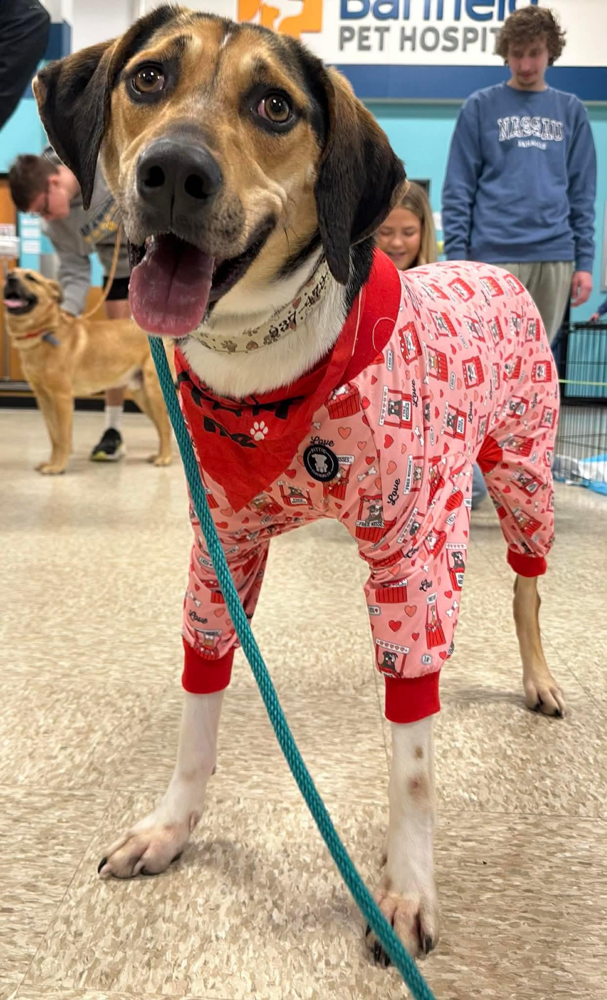 Enlarge Brewie, a Adoptable mixed breed in Germantown, OH image 3/3