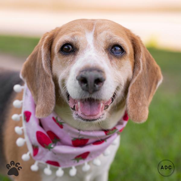 Enlarge Mrs. Butterworth, a Adoptable mixed breed in Richmond, VA image 1/1