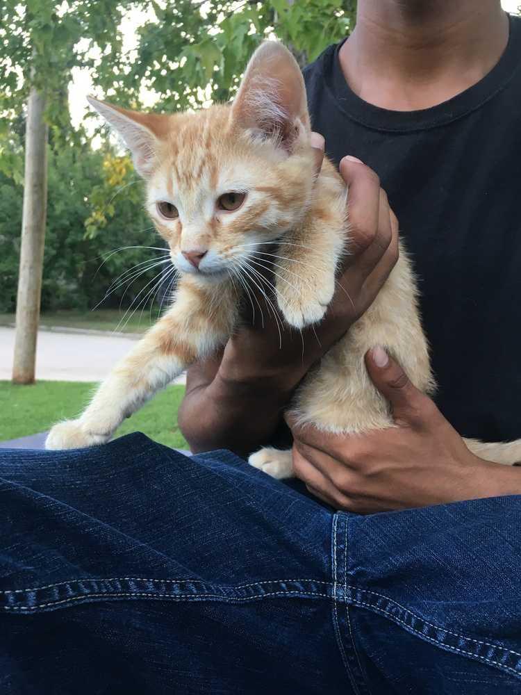 Lil Bit, Adopted, Kitten Male Domestic Short Hair.