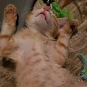 Enlarge Lil Bit, a Adopted Domestic Short Hair in Blanchard, OK image 2/2