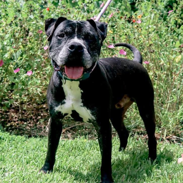 King, Adoptable, Senior Male Pit Bull Terrier.