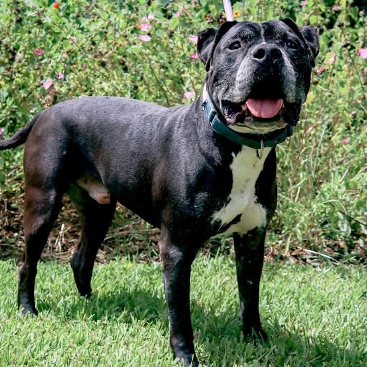 King, a Adoptable mixed breed in Nampa, ID image 4/5
